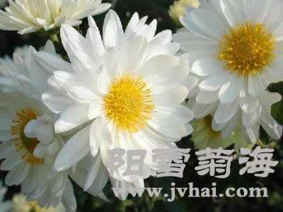 大白菊