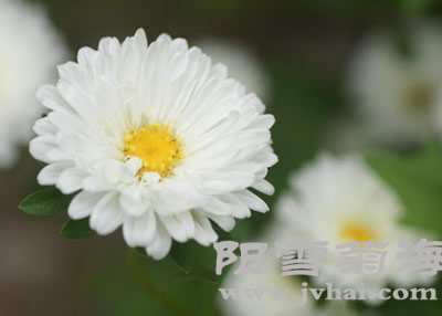 杭白菊 千叶玉玲珑