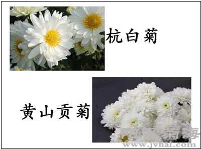 杭白菊与黄山贡菊