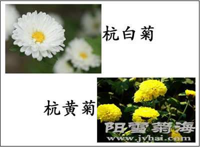 杭白菊与杭黄菊