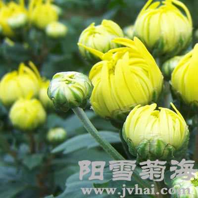 杭白菊胎菊