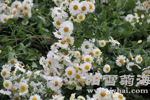 杭白菊鲜花